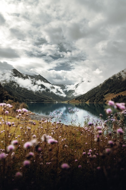 Kostenloses Foto rosa blumen nahe see und bergen unter bewölktem himmel während des tages