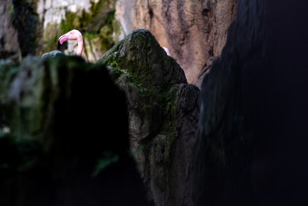 Rosa flamingokopf, phoenicopterus roseus, der hinter einem felsen aufpasst.