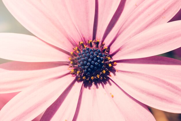 Rosa Gänseblümchen hautnah