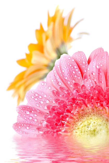 Rosa Gänseblümchen mit Wassertropfen, isoliert auf weiss