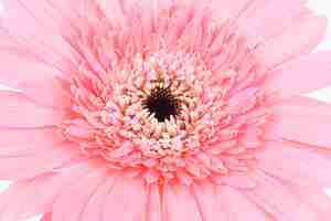 Kostenloses Foto rosa gänseblümchenblume