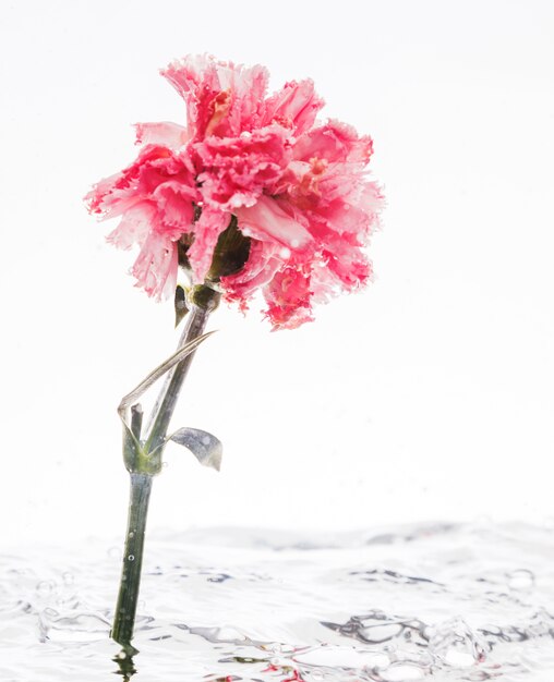 Rosa Gartennelke, die in Wasser fällt