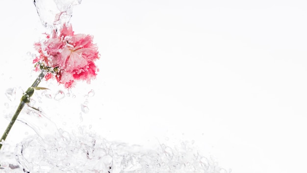 Kostenloses Foto rosa gartennelke, die in wasser fällt