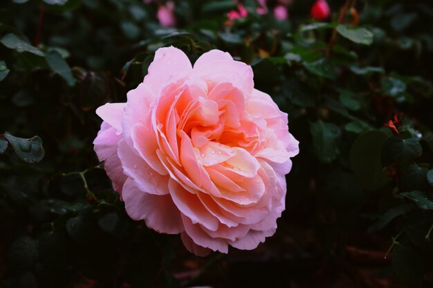 rosa Gartenrose mit Wassertropfen darauf in einem Garten mit einer verschwommenen Wand