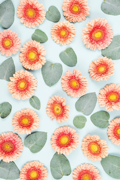 Kostenloses Foto rosa gerbera blüht und lässt muster auf blauem hintergrund