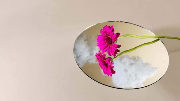 Rosa Gerbera des hohen Winkels mit Spiegel