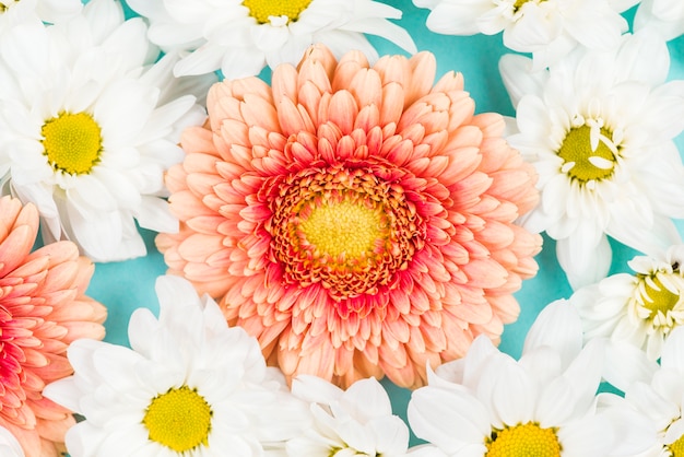 Kostenloses Foto rosa gerbera mit weißen blumen auf farbigem hintergrund