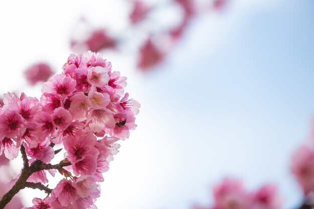Rosa Kirschblüten blühen im Frühling.