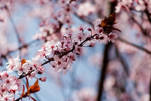 Rosa Kirschblütenblüten, die auf einem Baum blühen