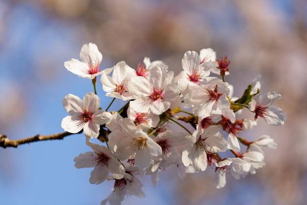 Rosa Kirschblütenblüten, die auf einem Baum blühen