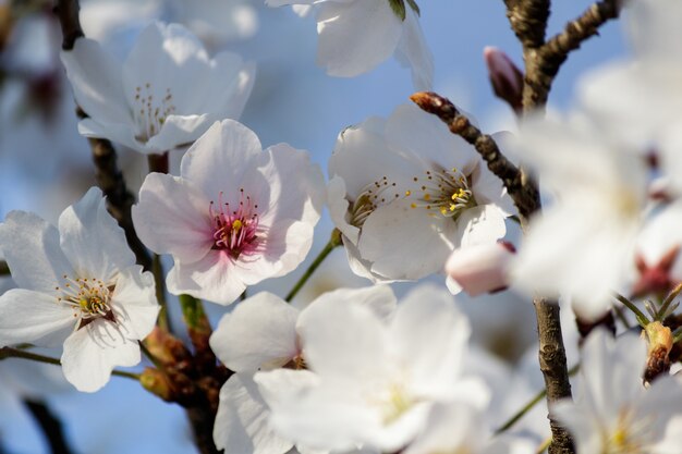 Rosa Kirschblütenblüten, die auf einem Baum blühen