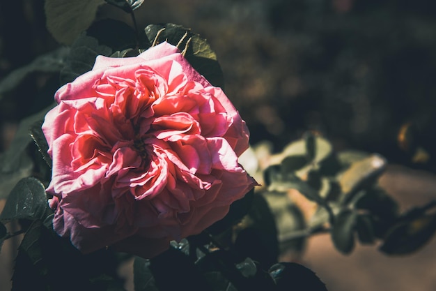 Rosa paeonia lactiflora-blume, die im frühjahr blüht kopierbereich selektiver fokus Premium Fotos