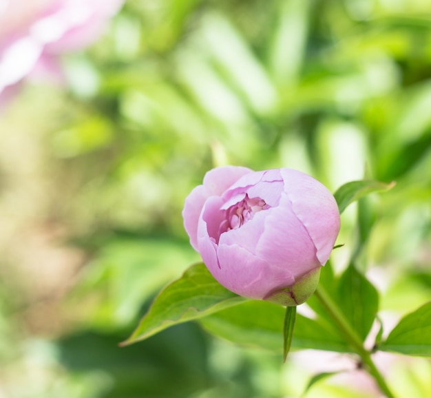 Rosa Pfingstrose.