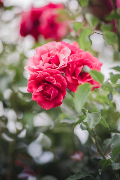 Kostenloses Foto rosa rose in voller blüte während des tages