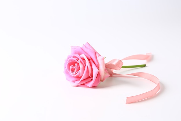 Rosa rose mit rosa schleife auf weißem hintergrund.