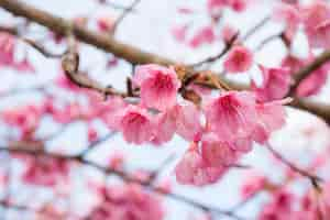 Kostenloses Foto rosa sakura blume blüht.