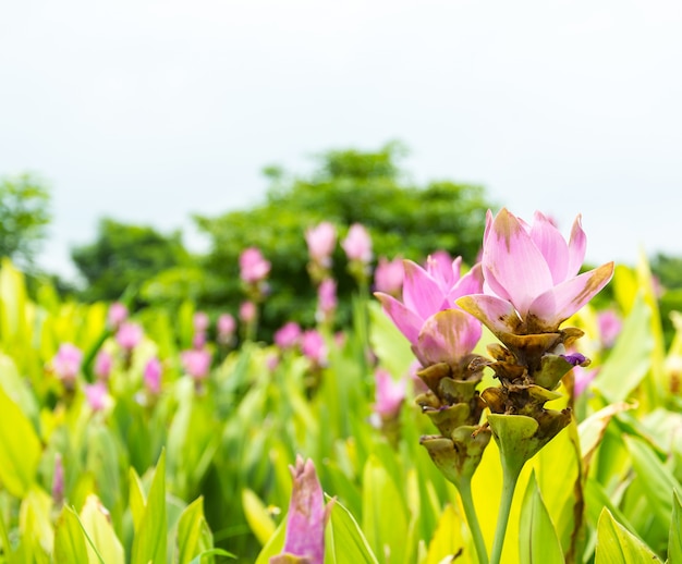 Kostenloses Foto rosa siam tulip