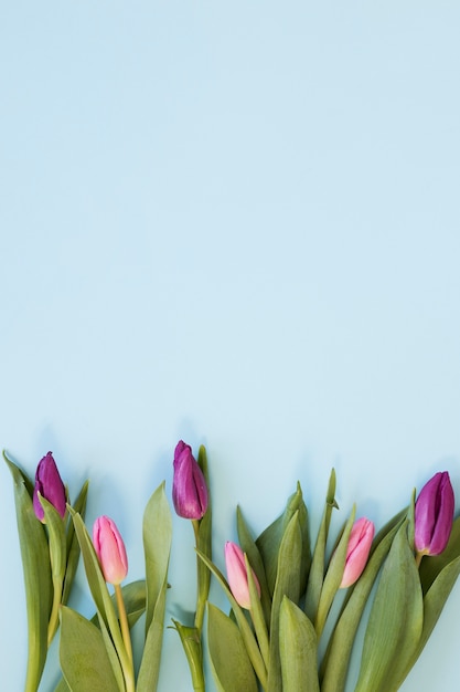 Rosa tulpe der steigung blüht anordnung auf himmelblauhintergrund