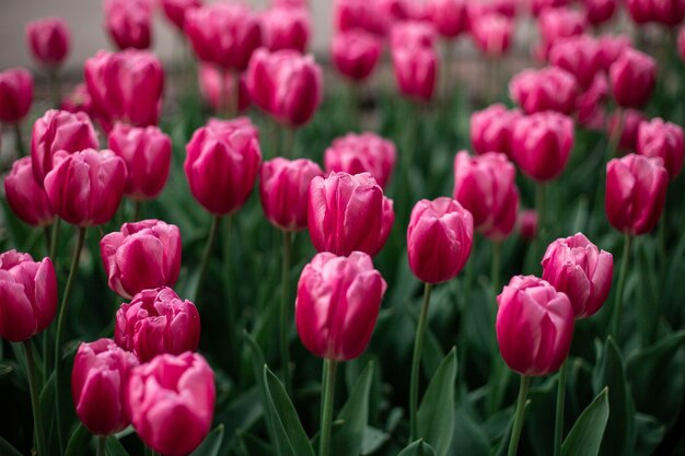 Rosa Tulpen, die in einem Feld blühen