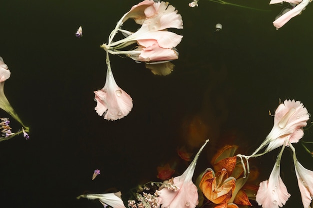 Rosa und orange Blumen im Schwarzwasser