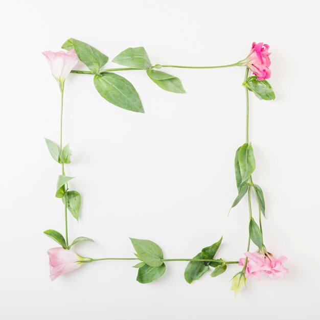 Rosafarbener Rahmen der Blume auf weißem Hintergrund