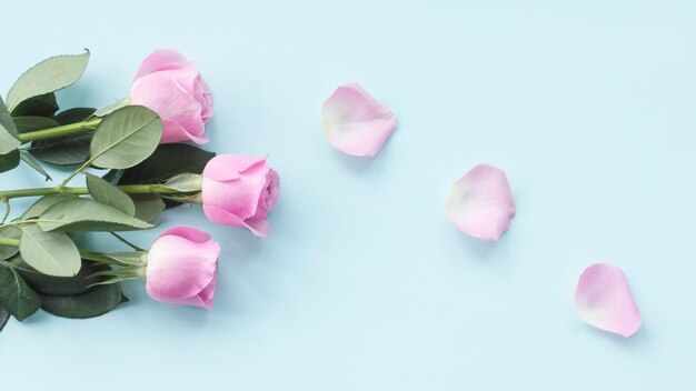 Rosarosenblumen auf blauem Hintergrund mit den Blumenblättern