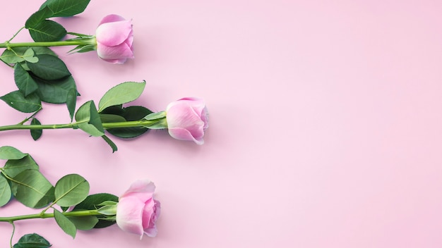 Rosarosenblumen auf farbigem Hintergrund