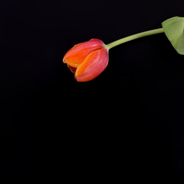 Rose auf schwarzem Hintergrund