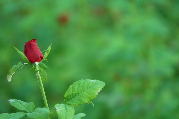 Rose geschlossen mit Hintergrund unscharf