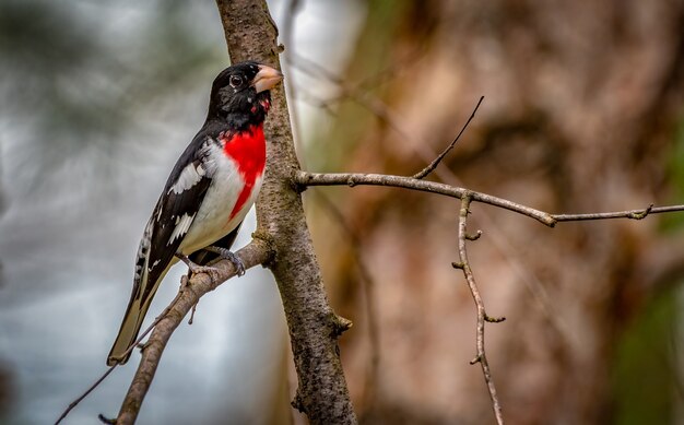 Rosenbrust-Kernbeißer (Pheucticus ludovicianus)