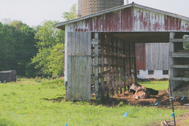 Rostige alte Holzscheune mit einer Kuh, die innen auf einer Farm mit Gras herum liegt