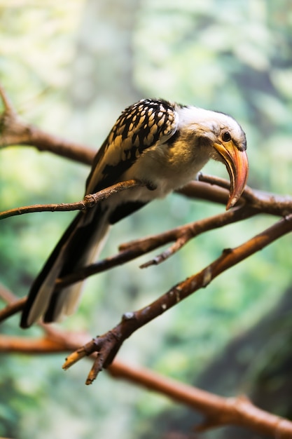 Kostenloses Foto rot-berechneter hornbill, der auf baum sitzt