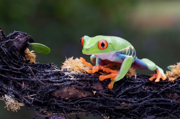 Kostenloses Foto rotaugenlaubfrosch hängt am ast