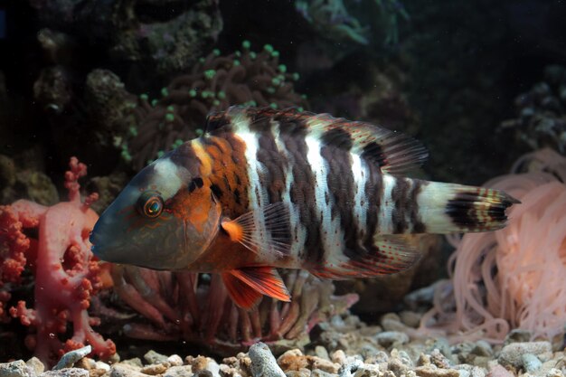 Rotbrust-Lippfisch auf dem Meeresboden und Korallenriffen