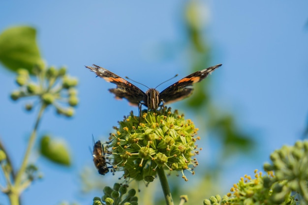 Kostenloses Foto rote admiralin vanessa atalanta