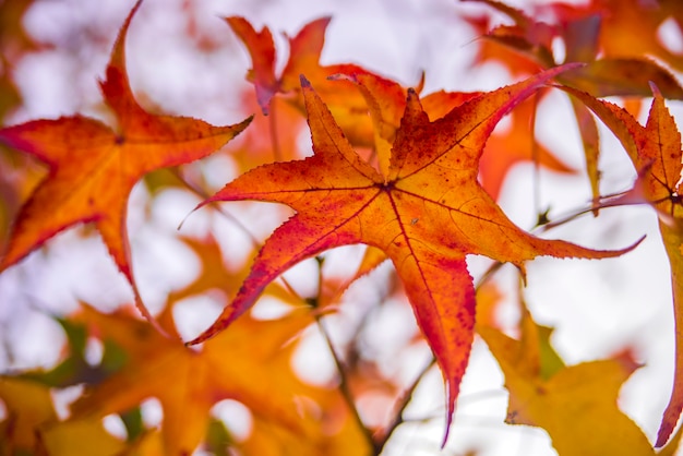 Rote Ahornblätter im Herbst mit Sonnenlicht Blendung, Soft-Fokus und geringe Schärfentiefe. Ein Makro Schuss von einem Herbst Blatt. Bunte rote Blätter im Herbst im Baum