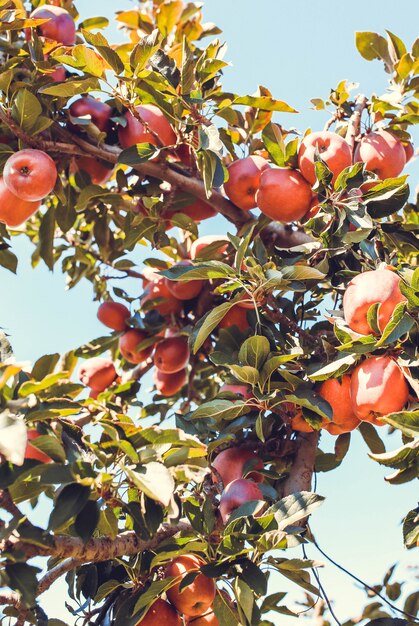 Rote Apfelfrüchte auf Baum schließen oben