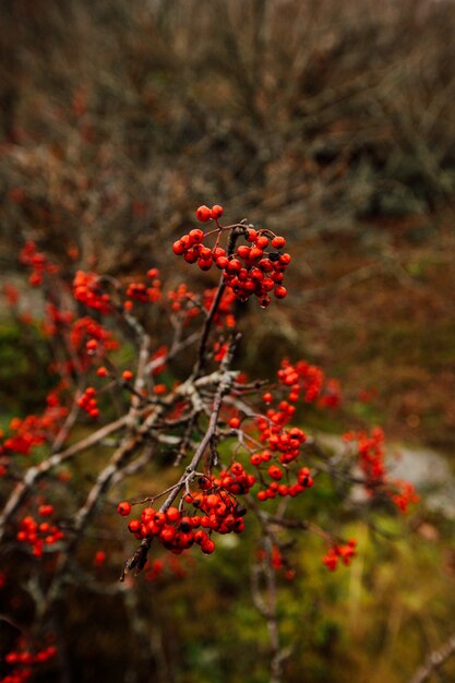 rote Beeren auf dem Ast