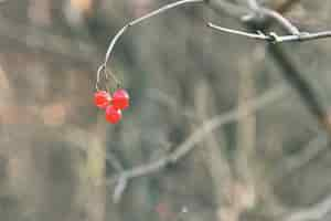 Kostenloses Foto rote beeren für vögel auf einem ast.