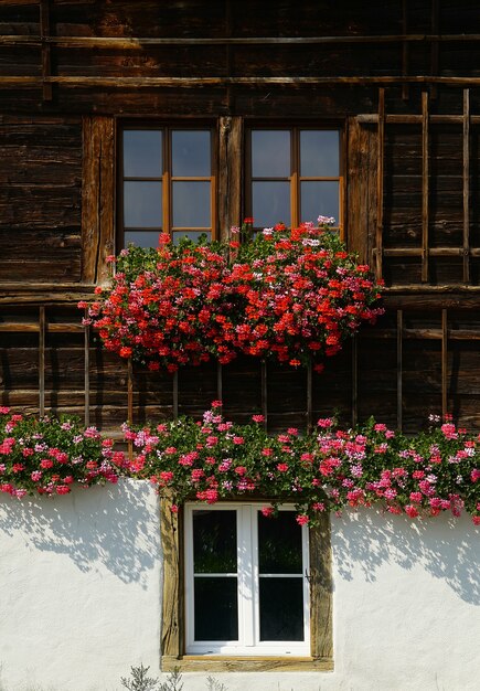 Rote Blüten in voller Blüte