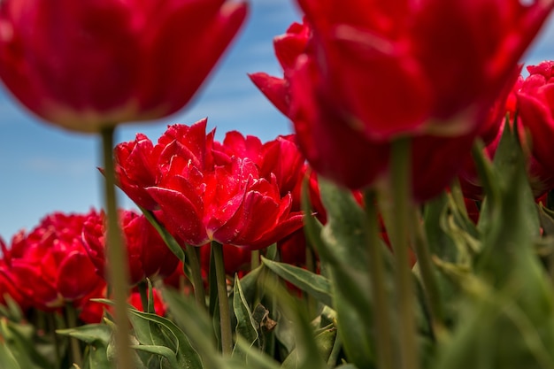 rote Blume auf dem Feld