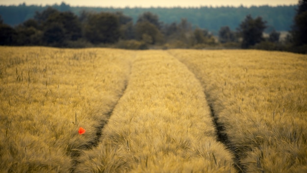 Kostenloses Foto rote blume auf gelbem feld während des tages