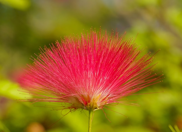 Rote Blume mit dornigen Blütenblättern