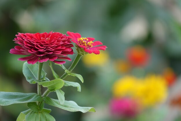 Rote Blume mit Hintergrund unscharf