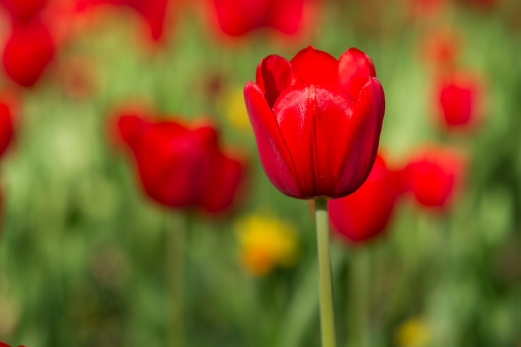 Kostenlose Foto rote blume