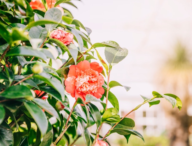 Rote Blumen blühen im Frühjahr