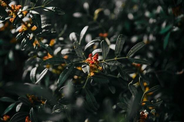 Rote Blumen, die auf Anlage wachsen