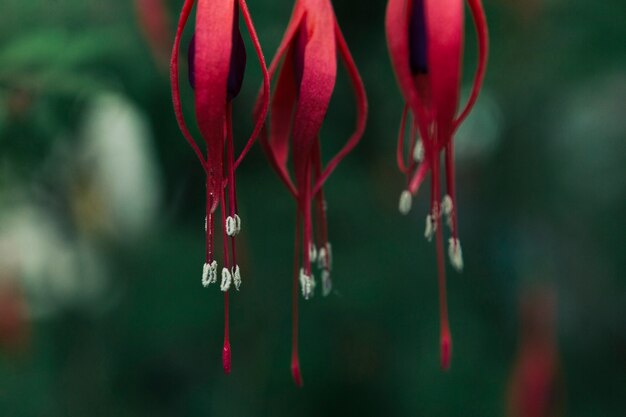 Kostenloses Foto rote blumen hängen