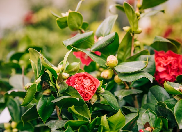 Rote Blumen mit den Knospen auf Baum