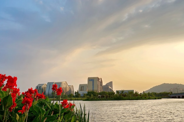 Rote Blumen mit einer Stadt Hintergrund